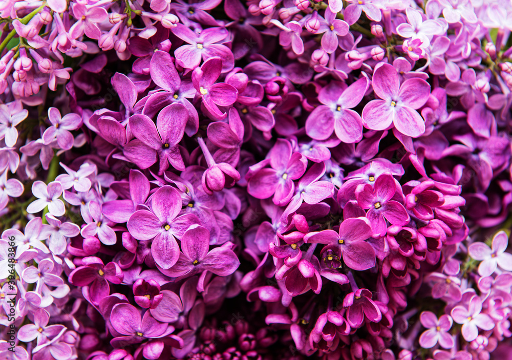 Lilac flower natural background