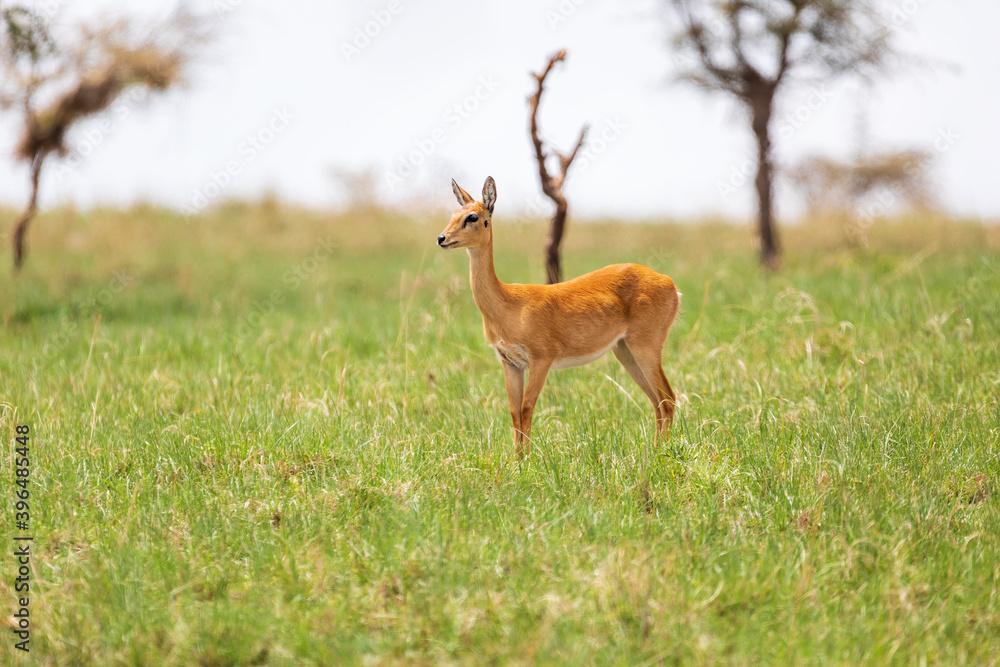 Fototapeta premium Cute Oribi antelope Ethiopia, Africa wildlife