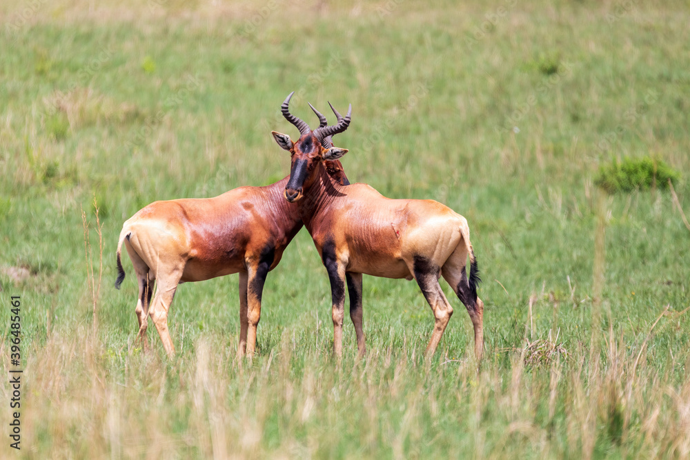 Swayne's Hartebeest antelope, Ethiopia wildlife Swayne's Hartebeest antelope, Ethiopia wildlife