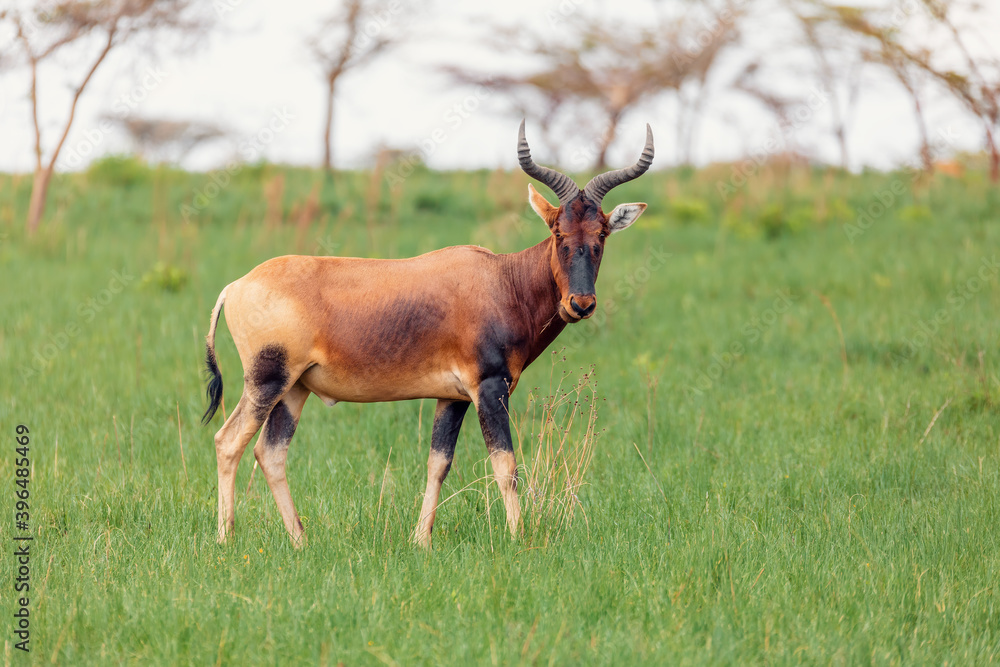 Swayne's Hartebeest antelope, Ethiopia wildlife Swayne's Hartebeest antelope, Ethiopia wildlife