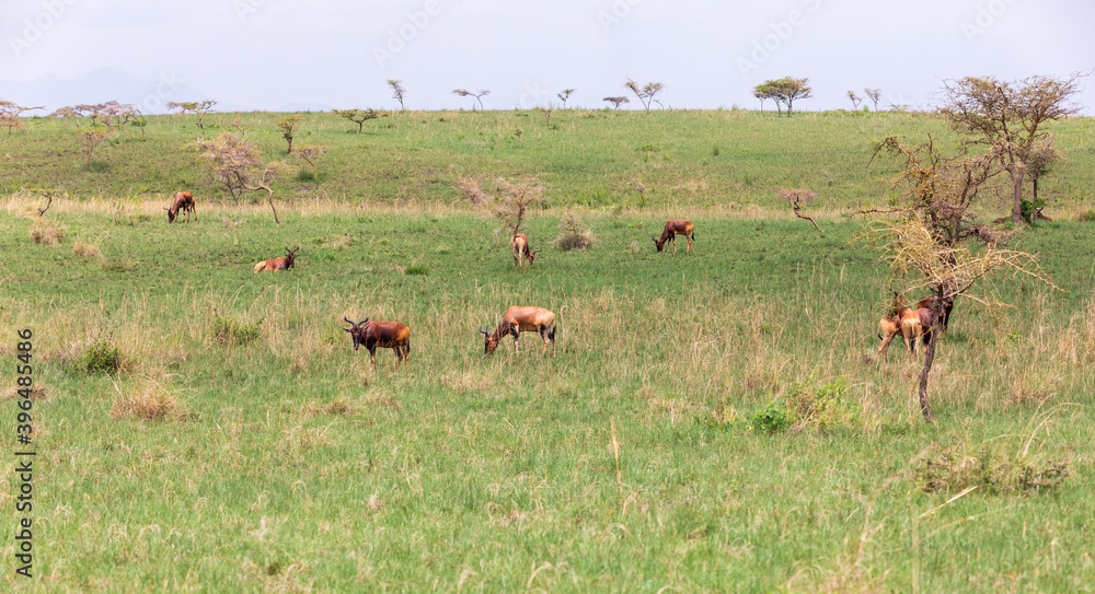 Swayne's Hartebeest antelope, Ethiopia wildlife Swayne's Hartebeest antelope, Ethiopia wildlife