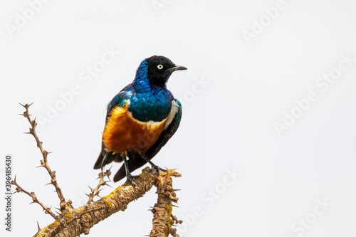 superb Starling bird, Ethiopia Wildlife © ArtushFoto