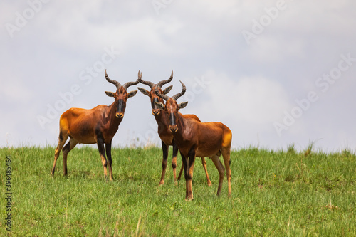 Swayne's Hartebeest antelope, Ethiopia wildlife © ArtushFoto