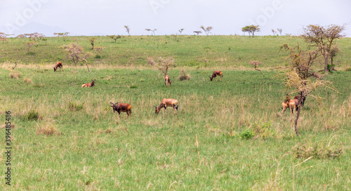 Fototapeta Naklejka Na Ścianę i Meble -  Swayne's Hartebeest antelope, Ethiopia wildlife