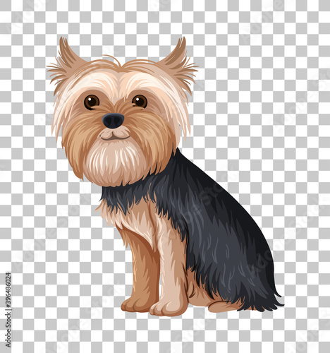 Fotografie Australian Terrier in sitting position cartoon character isolated on transparent