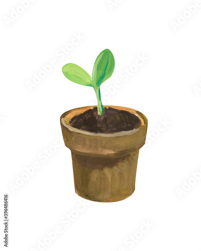 sprout in a pot. Hand drawn acrylic or gouache illustration on white