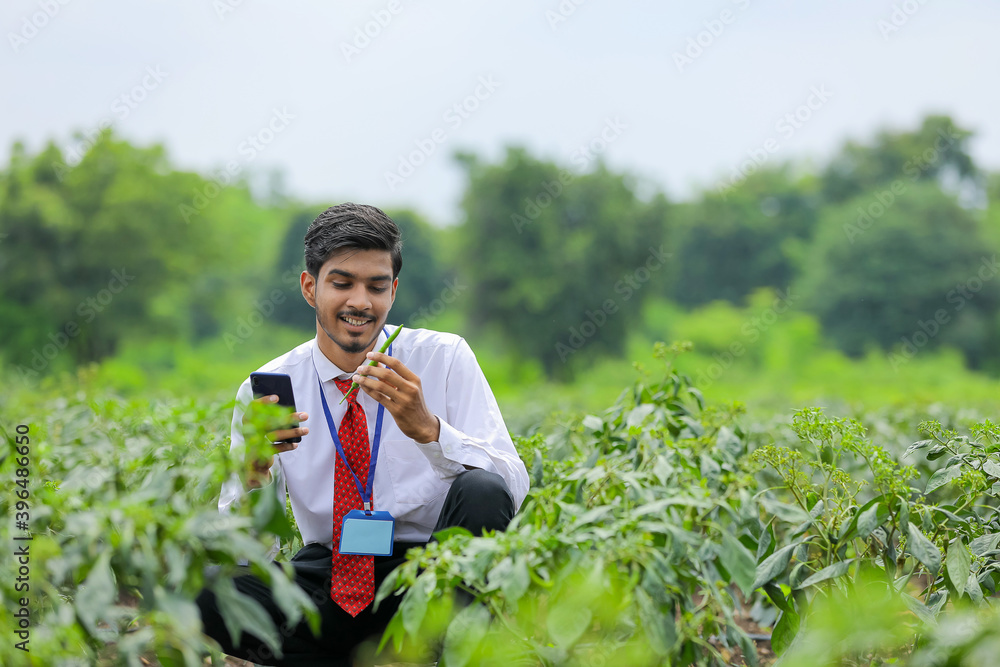 Agronomist taking photo in smart phone at green chilly field Agronomist taking photo in smart phone at green chilly field