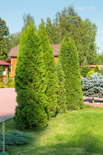 Green lawn with coniferous trees