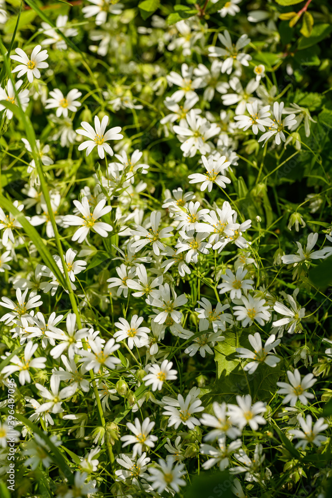 greater stitchwort, starwort or addersmeat (Rabelera or Stellaria holostea) flowerbed