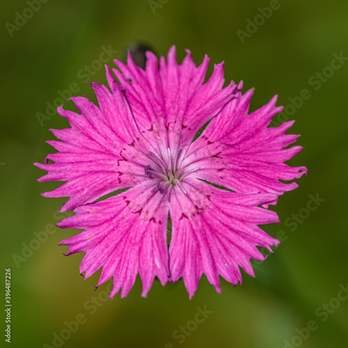 Sequier s pink  Dianthus seguieri  flower