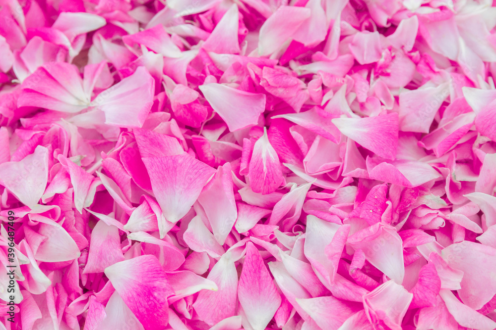 Background of pink flower petals. Rose.