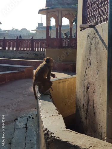 Indian Monkey playing in temples (monkey enjoying thier life in temples)