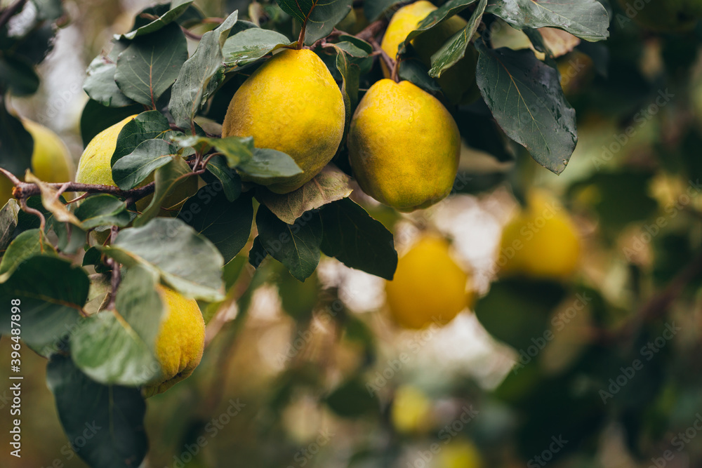 Ripe yellow quince fruits grow on quince tree with green foliage at summer garden. Ripe yellow quince fruits grow on quince tree with green foliage at summer garden.