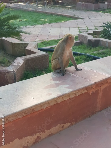 Indian Monkey playing in temples (monkey enjoying thier life in temples)