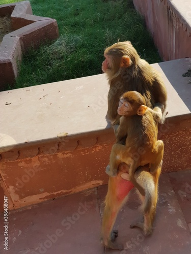 Indian Monkey playing in temples (monkey enjoying thier life in temples)