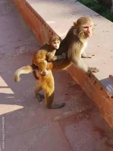 Indian Monkey playing in temples (monkey enjoying thier life in temples)
