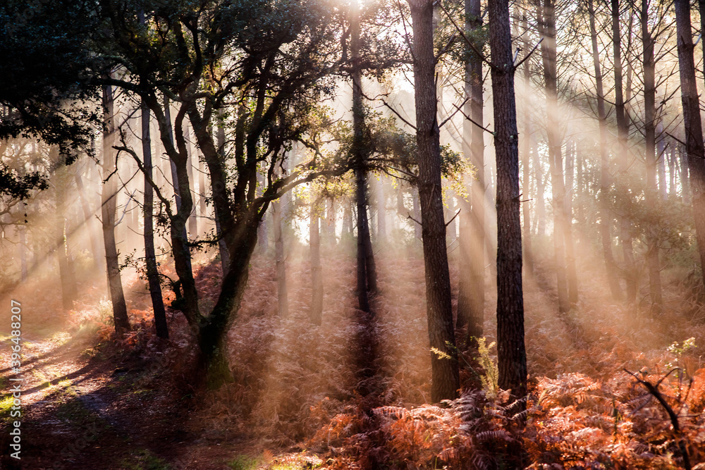 beautiful rays of the sun passing through the forest