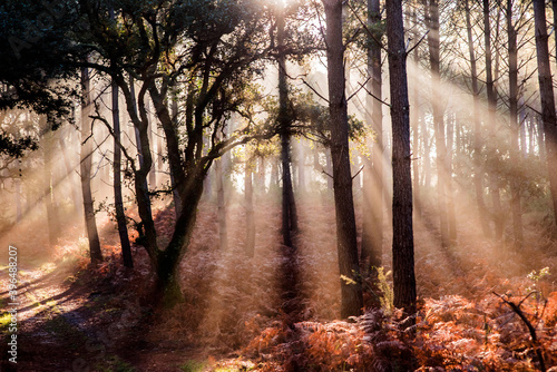 beautiful rays of the sun passing through the forest