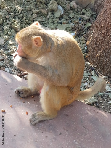 Indian Monkey playing in temples (monkey enjoying thier life in temples)