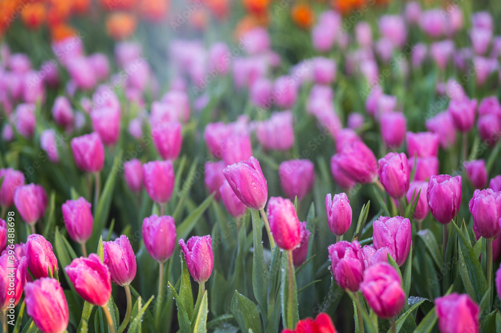 Colourful Tulips Flowerbeds and Path in Chiangrai Thailand.