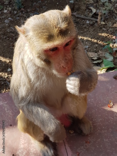 Indian Monkey playing in temples (monkey enjoying thier life in temples)