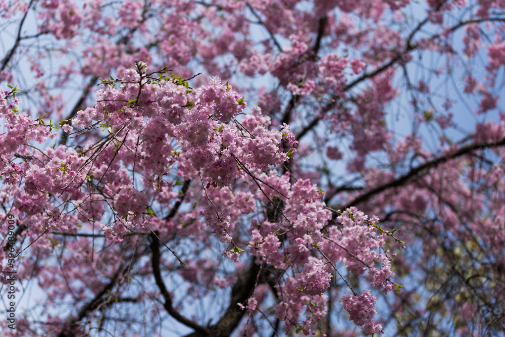 flowe from japan flowe from japan