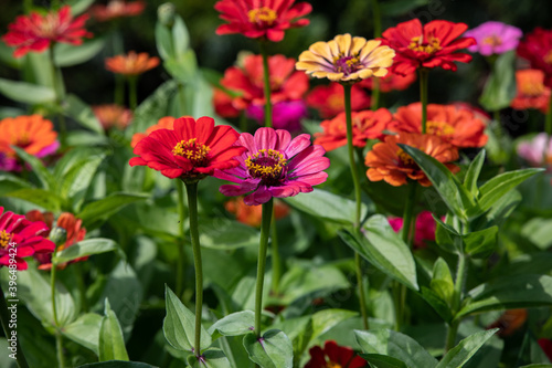 beautiful colorful zinnias in the summer garden