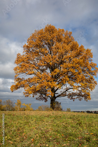 Oak tree with golden autumn foliage in sunny day. Colorful autumn landscape.