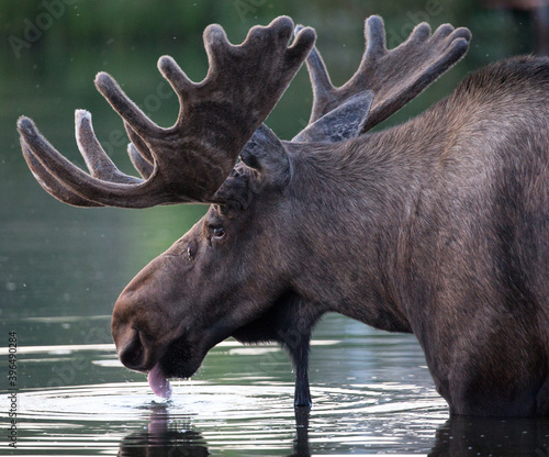 Alaskan Moose drops by Lake Hood in suburban Anchorage for a quick drink photo