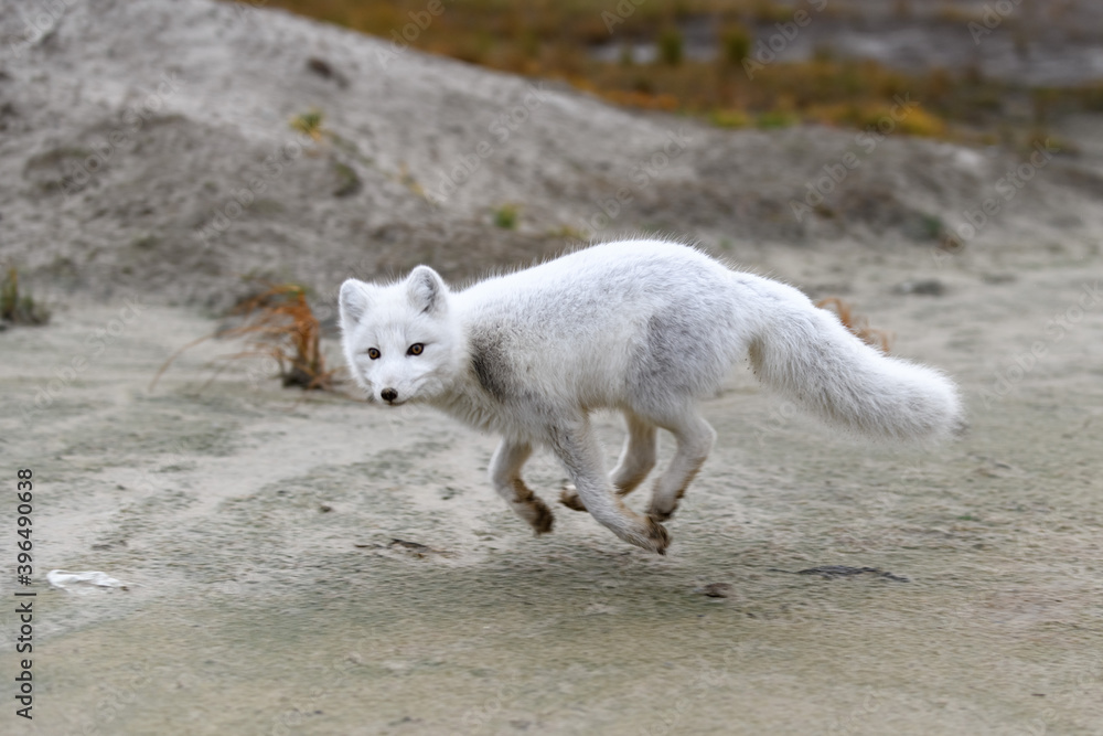 Arctic fox (Vulpes Lagopus) in wilde tundra. Arctic fox running. Arctic fox (Vulpes Lagopus) in wilde tundra. Arctic fox running.