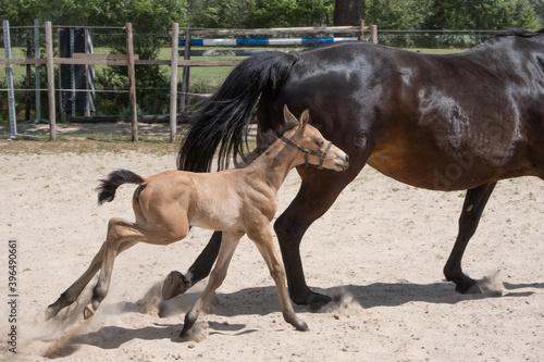 Stallion foal galloped with his mother in the sand. A natural green background