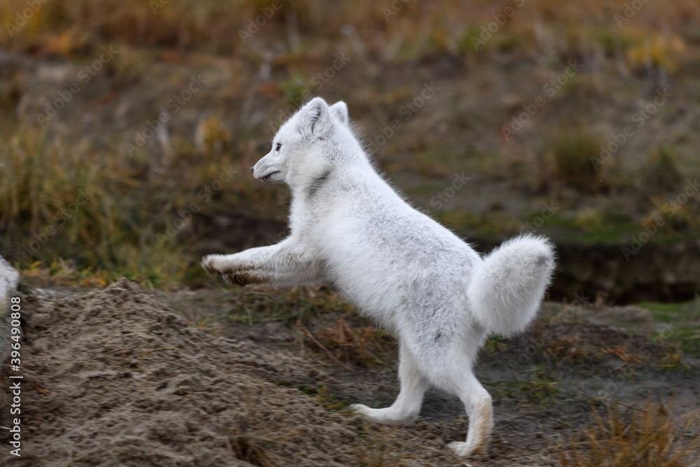 Arctic fox (Vulpes Lagopus) in wilde tundra. Arctic fox jumping. Arctic fox (Vulpes Lagopus) in wilde tundra. Arctic fox jumping.