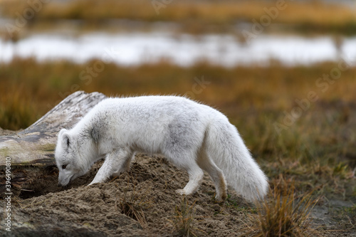 Arctic fox  Vulpes Lagopus  in wilde tundra. Arctic fox on the beach.