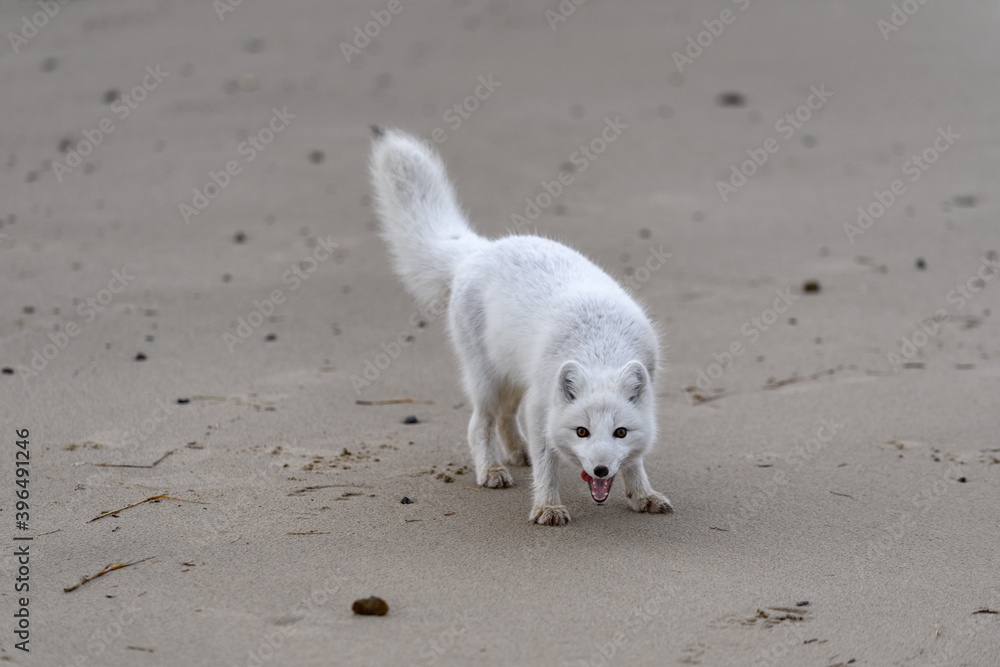 Arctic fox (Vulpes Lagopus) in wilde tundra. Arctic fox on the beach. Arctic fox (Vulpes Lagopus) in wilde tundra. Arctic fox on the beach.