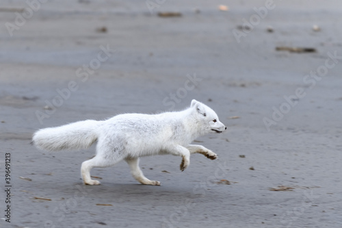 Arctic fox  Vulpes Lagopus  in wilde tundra. Arctic fox running.