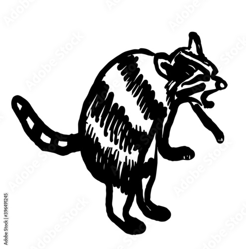 drawing picture of funny angry raccoon standing on its hind legs, sketch, hand drawn digital vector illustration