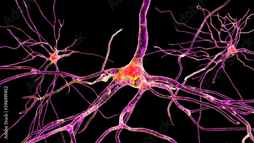Neurons, brain cells, located in the frontal lobe of the human brain