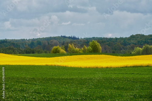 The rural landscape  the picture shows a view of the flowering rapeseed  Poland around Sztum