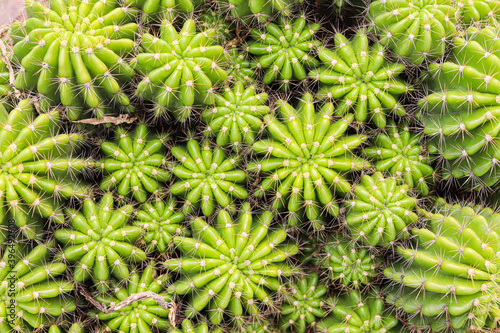 Green cactus in garden