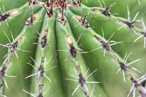 Green cactus in garden
