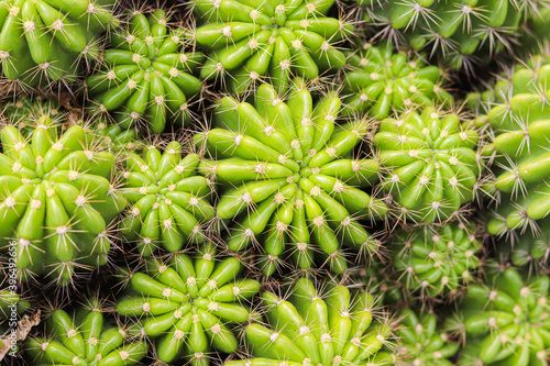 Green cactus in garden