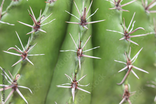 Green cactus in garden