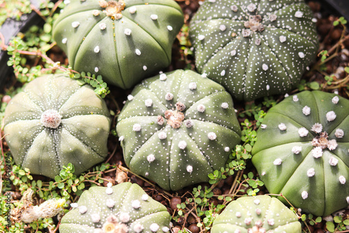 Green cactus in garden
