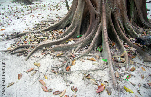 dry tree roots growing out of the sand