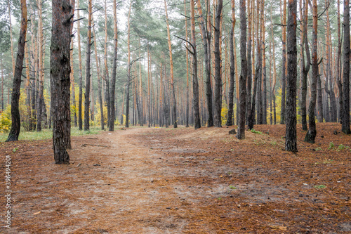 Fototapeta Naklejka Na Ścianę i Meble -  A road and foggy in the deciduous and pine autumn forest. Foggy morning in the autumn mystic pine forest