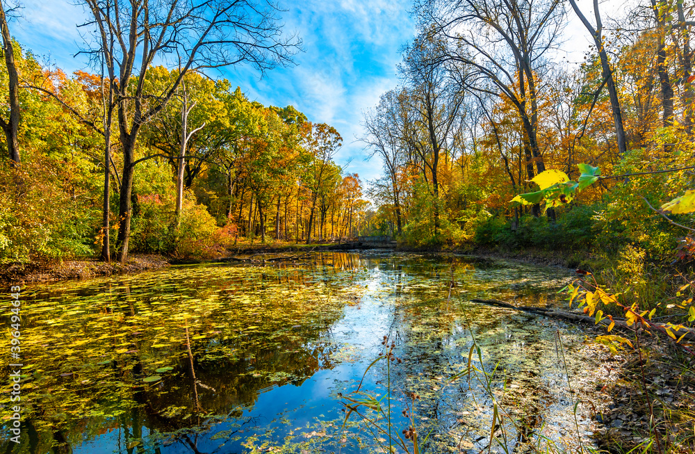 Obraz premium Captain Daniel Wright Woods Forest Preserve autumn view in Illinois