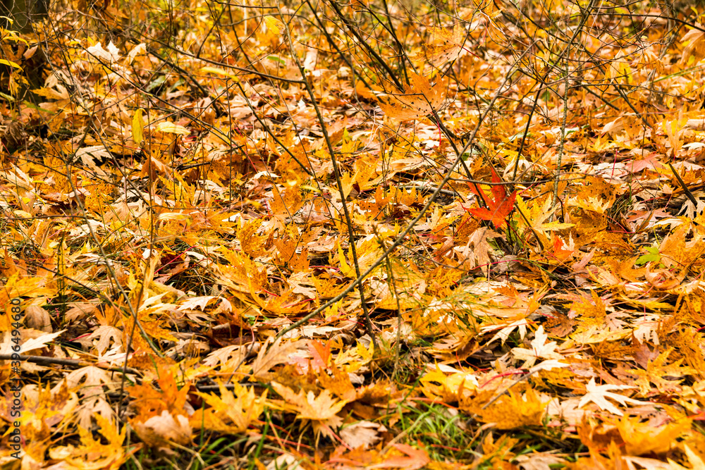 Beautiful carpet of fallen golden maple leaves leaves after rain in the autumn forest