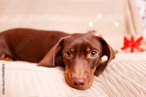 A dachshund puppy lying on the couch. Christmas greeting card winter concept. Canine background. © KsPhoto