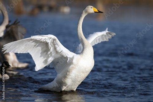 The whooper swan (Cygnus cygnus) with wings spread. A white swan with a yellow beak on the clear blue surface of a Scandinavian lake.