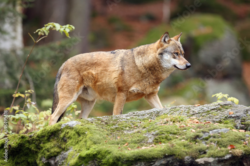 The grey wolf or gray wolf  Canis lupus   adult wolf standing on a rock. Adult wolf in the autumn forest.